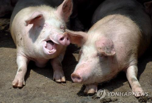 영국서 돼지인플루엔자 인체감염…"환자, 돼지 근처 가지 않은 사람"